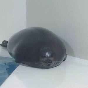 Meet your Posher, Conal